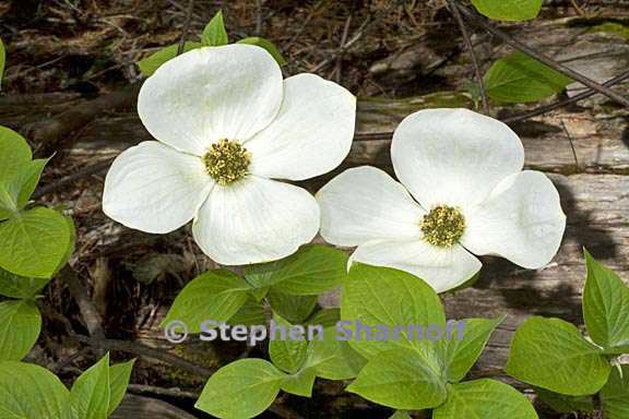 cornus nuttallii 3 graphic